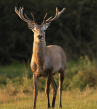 deer