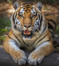 tiger